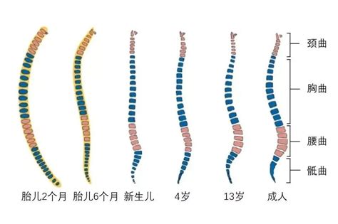 背部長毛|背部長毛是什么原因